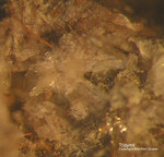 Eifel Mineralien Emmelberg Tridymit