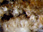 Eifel Mineralien Emmelberg Tridymit