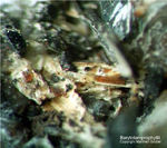 Eifel Mineralien Graulei Barytolamprophyllit