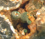 Sauerland Mineralien Müschede Malachit