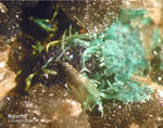 Sauerland Mineralien Müschede Malachit