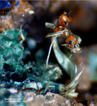 Sauerland Mineralien Müschede Malachit