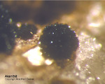 Sauerland Mineralien Ramsbeck Akanthit