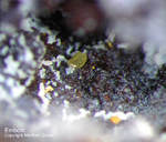 Griechenland Lavrion Mineralien Barbara Embolit