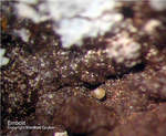 Griechenland Lavrion Mineralien Barbara Embolit