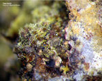 Griechenland Lavrion Mineralien Barbara Descloizit