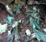 Griechenland Lavrion Mineralien Barbara Aurichalcit