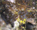 Griechenland Lavrion Mineralien Barbara Arsendescloizit