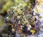 Griechenland Lavrion Mineralien Barbara Arsendescloizit