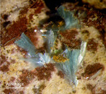 Griechenland Lavrion Mineralien Christiana Aurichalcit
