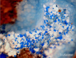 Lavrion Mineralien Christiana Connellit
