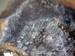 Griechenland Lavrion Mineralien Christiana Coronadit