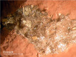 Griechenland Lavrion Mineralien Christiana Coronadit