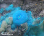 Griechenland Lavrion Mineralien Christiana Lavendulan
