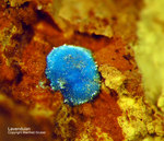 Griechenland Lavrion Mineralien Christiana Lavendulan