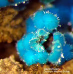 Griechenland Lavrion Mineralien Christiana Lavendulan