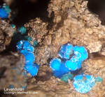 Griechenland Lavrion Mineralien Christiana Lavendulan