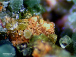 Griechenland Lavrion Esperenza Mineralien Nickeladamin