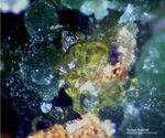Griechenland Lavrion Esperenza Mineralien Nickeladamin