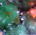 Griechenland Lavrion Esperenza Mineralien Nickeladamin