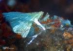 Griechenland Esperenza Mineralien Aurichalcit