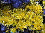 Griechenland Mineralien Lavrion Hilarion Mimetesit