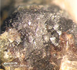 Griechenland Mineralien Lavrion Jean Baptiste Gersdorffit