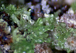 Griechenland Lavrion Mineralien KM3 Austinit