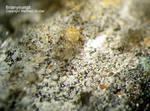 Sauerland Mineralien Ramsbeck Bastenbergit Brianyoungit