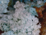 Sauerland Mineralien Ramsbeck Bastenbergit Brianyoungit