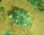 Harz Mineralien Juliushütte Astfeld Devillin