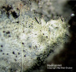 Harz Mineralien Juliushütte Astfeld Hydrozinkit
