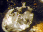 Harz Mineralien Juliushütte Astfeld Hydrocerussit