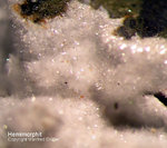 Harz Mineralien Juliushütte Astfeld Hemimorphit