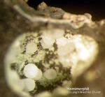 Harz Mineralien Juliushütte Astfeld Hemimorphit