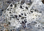 Harz Mineralien Juliushütte Astfeld Hemimorphit