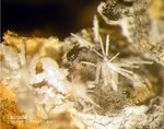 Harz Mineralien Juliushütte Astfeld Laurionit