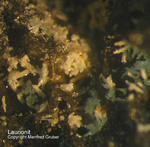 Harz Mineralien Juliushütte Astfeld Laurionit