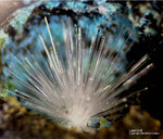 Harz Mineralien Juliushütte Astfeld Laurionit