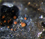 Harz Mineralien Juliushütte Astfeld Lithargit