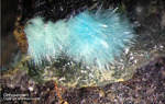 Harz Mineralien Juliushütte Astfeld Orthoserpierit