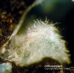 Harz Mineralien Juliushütte Astfeld Orthoserpierit