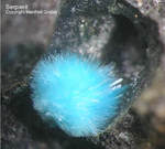 Harz Mineralien Juliushütte Astfeld Serpierit