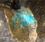 Harz Mineralien Juliushütte Astfeld Serpierit