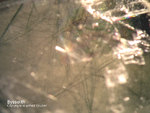 Österreich Mineralien Söllnkar Byssolith