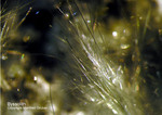 Österreich Mineralien Söllnkar Byssolith