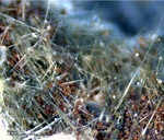 Österreich Mineralien Söllnkar Byssolith