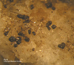 Österreich Mineralien Söllnkar Pyrit
