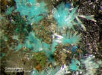 Sauerland Mineralien Ramsbeck Orthoserpierit