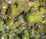 Sauerland Mineralien Ramsbeck Pyromorphit